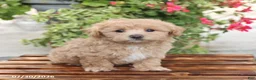 Maltipoo dogs for sale: Happy - Ad 3