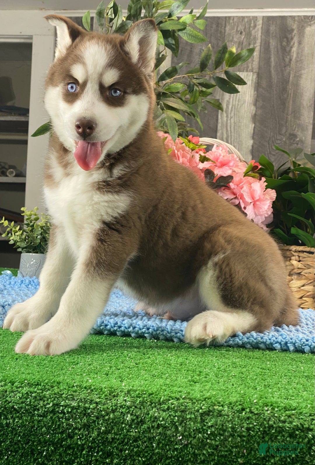 Siberian Husky dogs for sale: Artic Cat  - Ad 3