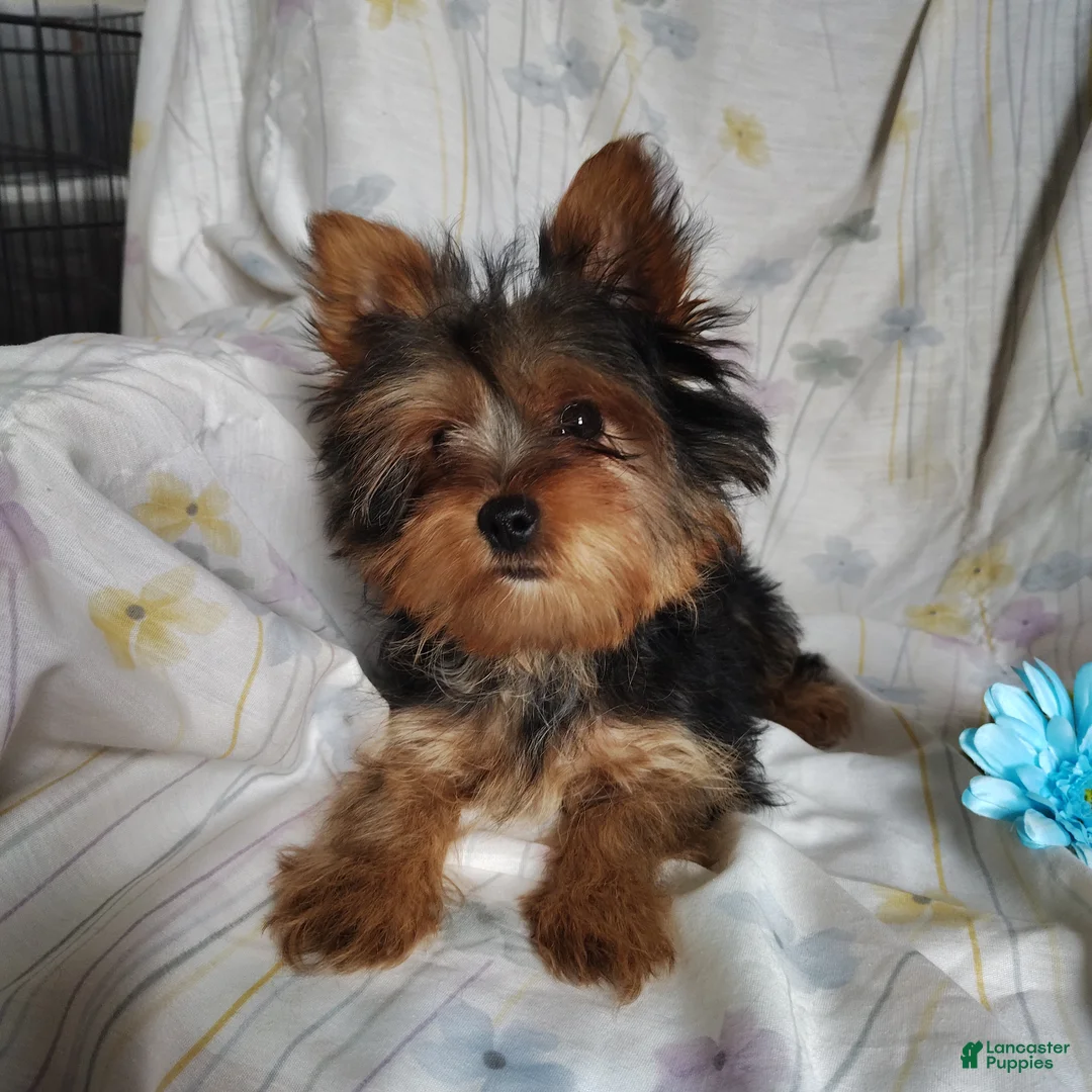 Yorkshire Terrier dogs for sale: Jude - Ad 5