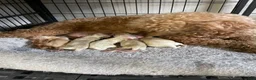 Maltipoo dogs for sale: Maltipoo Girls 🩷🩷🩷 - Ad 11