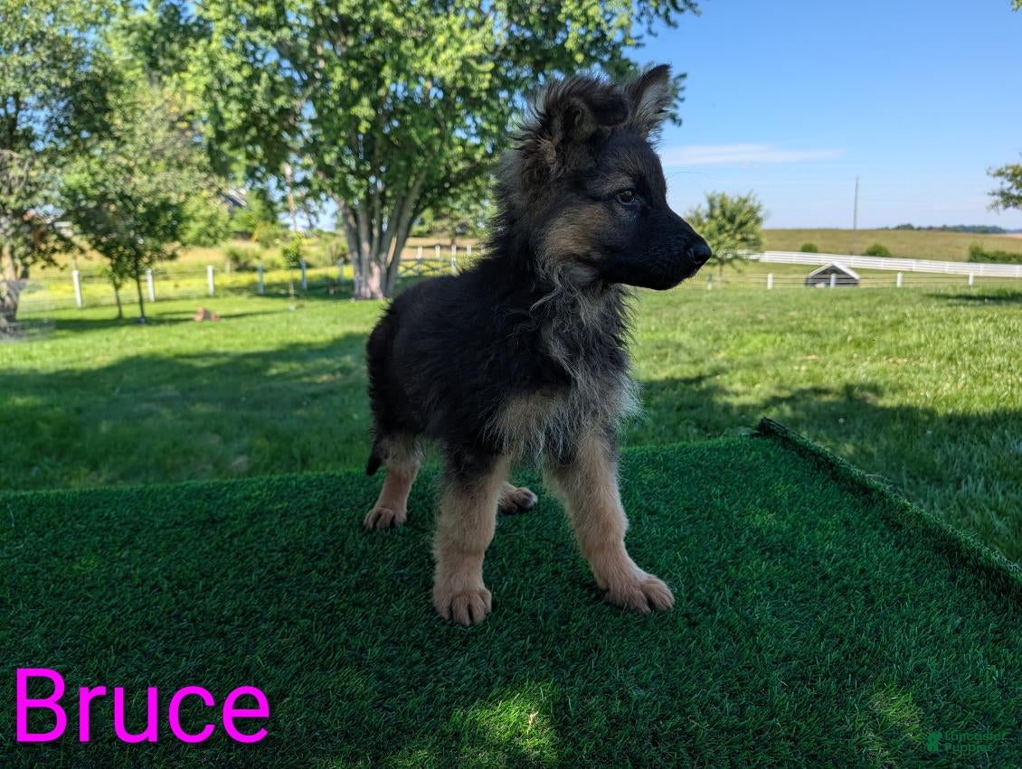 German Shepherd dogs Bruce - Ad 1