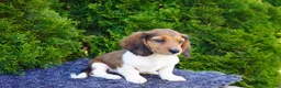 Miniature Dachshund dogs for sale: Bradly - Ad 3