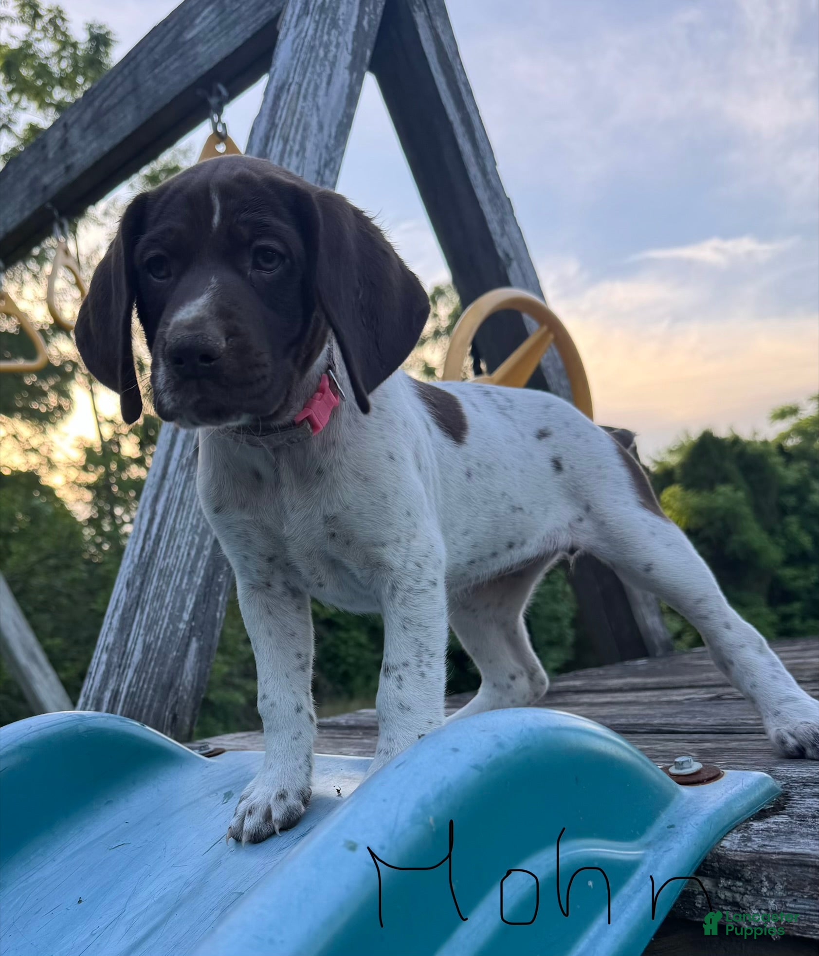 German Shorthaired Pointer dogs Light Pink Girl - Ad 2
