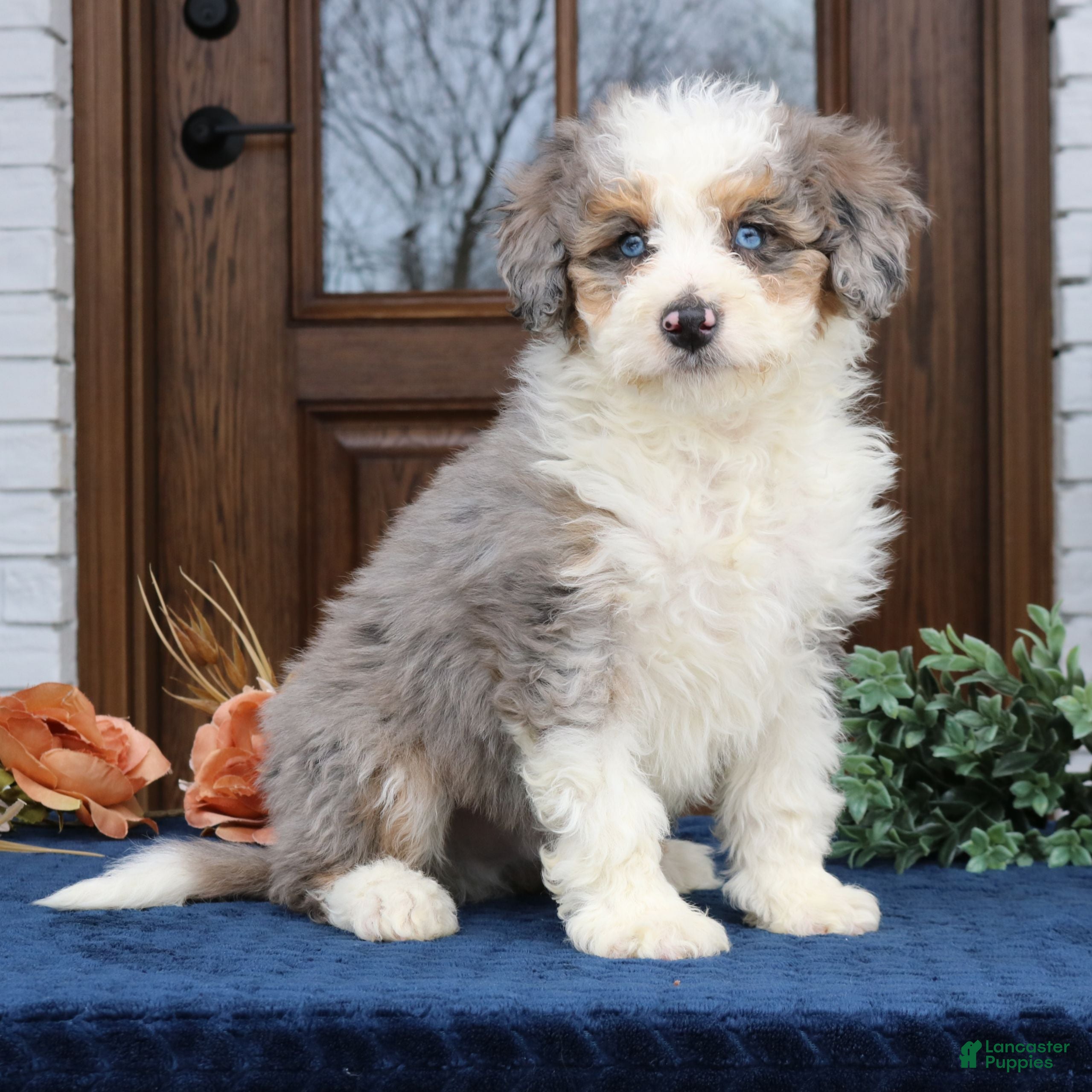 Mini Bernedoodle dogs Idris  - Ad 1