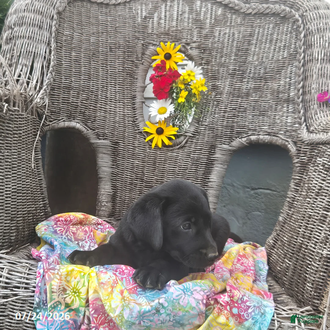 Labrador Retriever dogs for sale: Keven - Ad 2