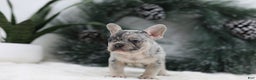 French Bulldog dogs for sale: Marco - Ad 5