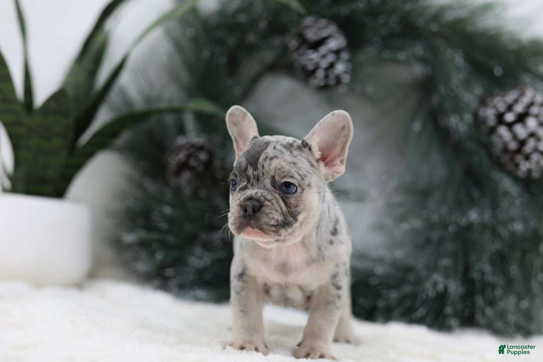 French Bulldog dogs for sale: Marco - Ad 5