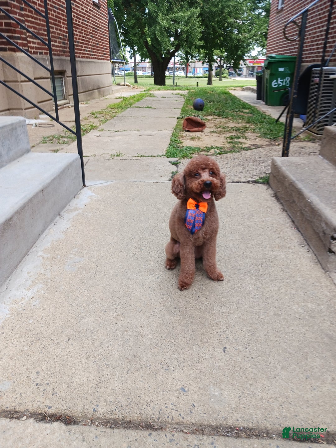 Toy Poodle dogs for sale: Toy Poodle Puppy 2 - Ad 4