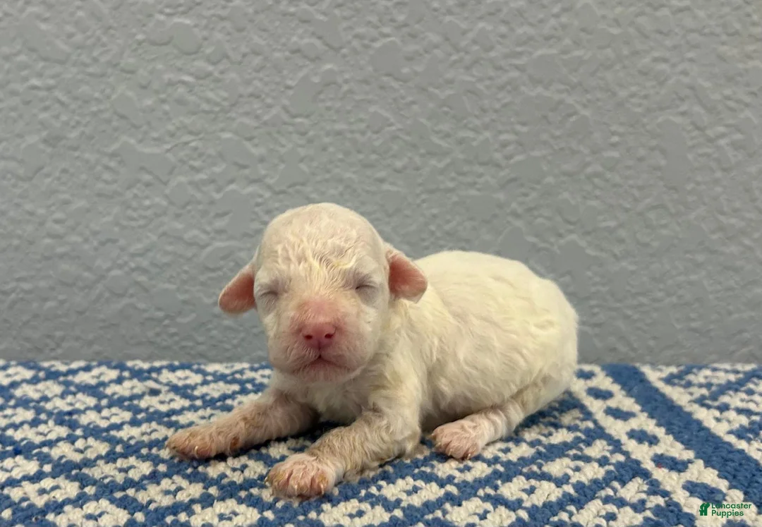 Mini Goldendoodle dogs for sale: Ty - Ad 2