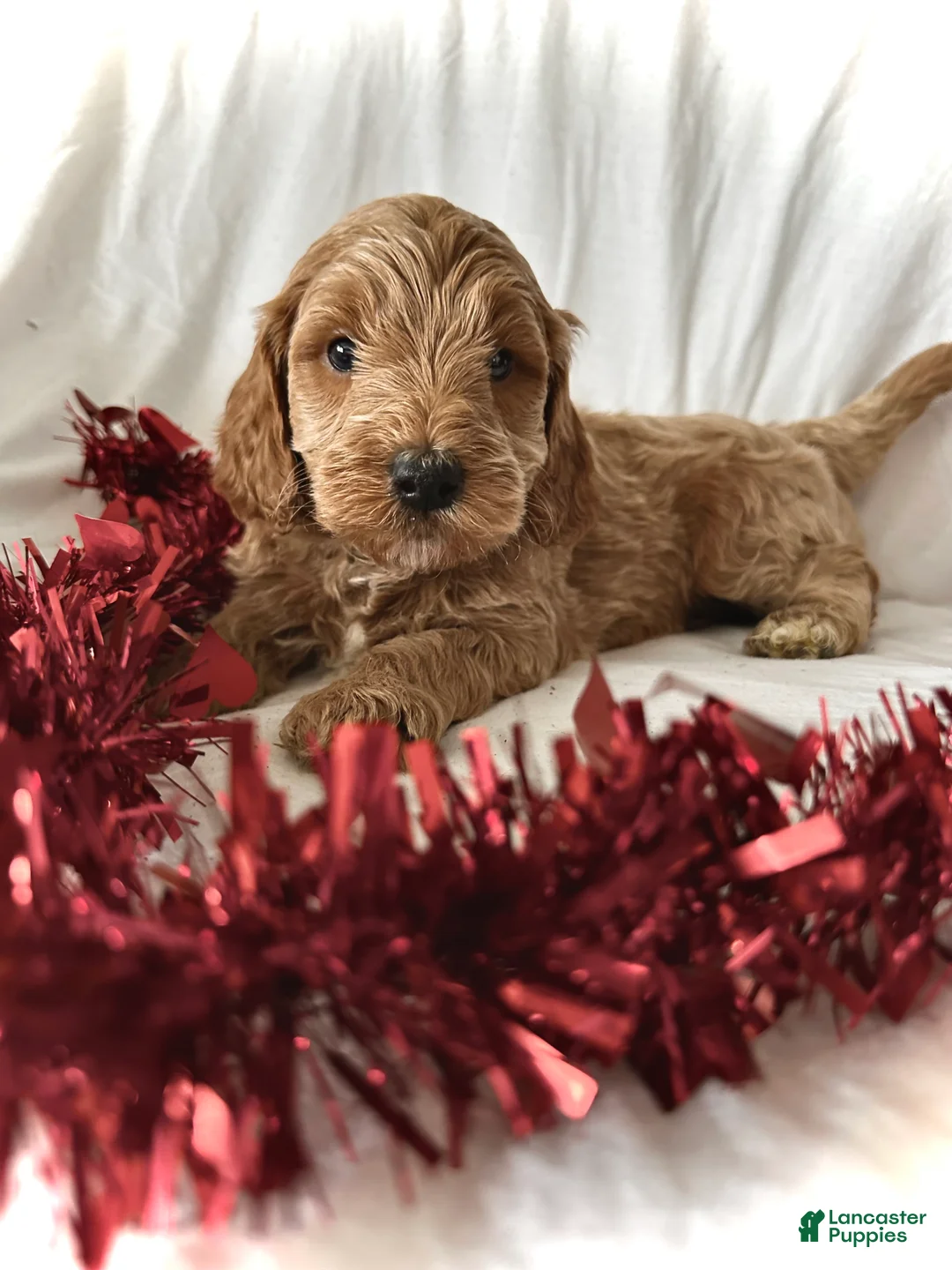 Irish Doodle dogs for sale: Cheer- In home raised  - Ad 4
