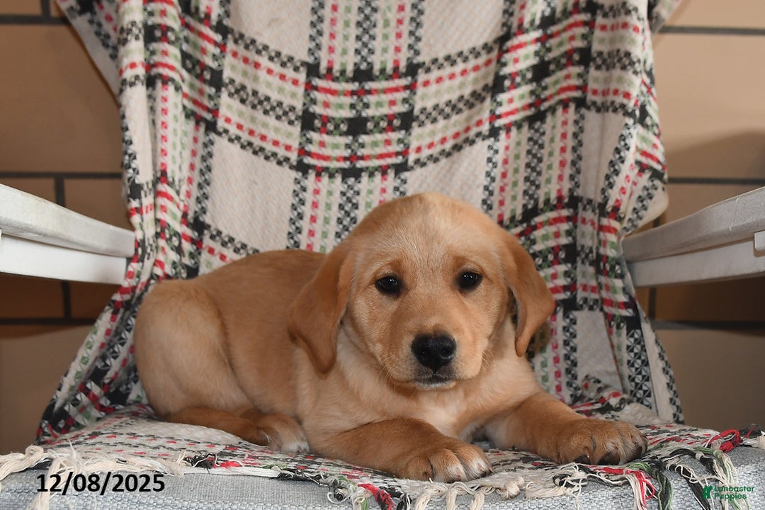 Labrador Retriever dogs for sale: Moose - Ad 3