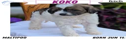Maltipoo dogs for sale: Koko - Ad 1