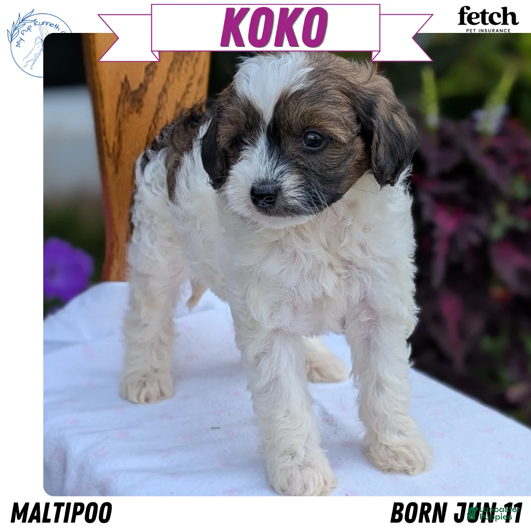 Maltipoo dogs for sale: Koko - Ad 1