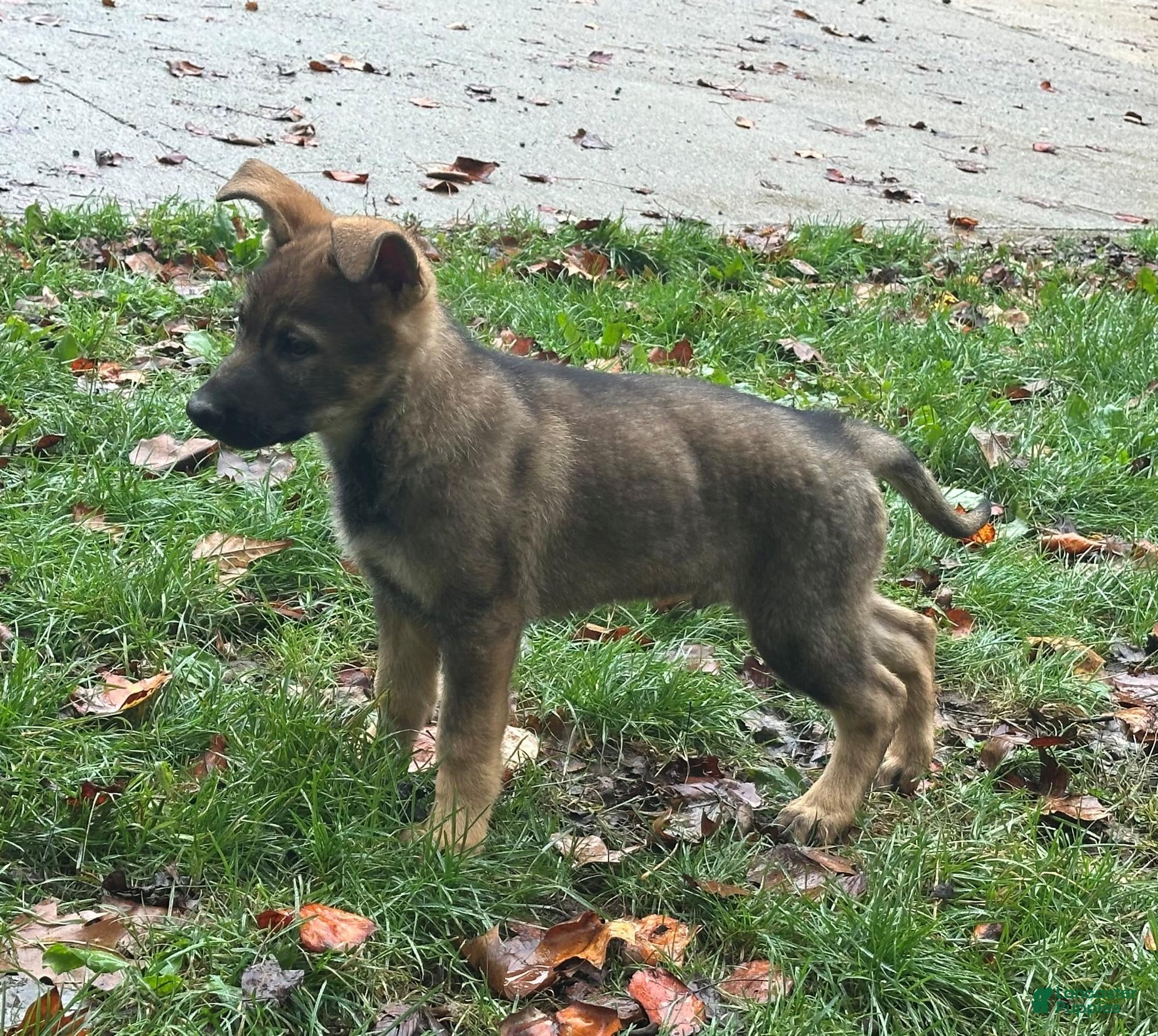 German Shepherd dogs for sale: German Shepherd 1 - Ad 1