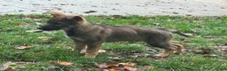 German Shepherd dogs for sale: German Shepherd 1 - Ad 1