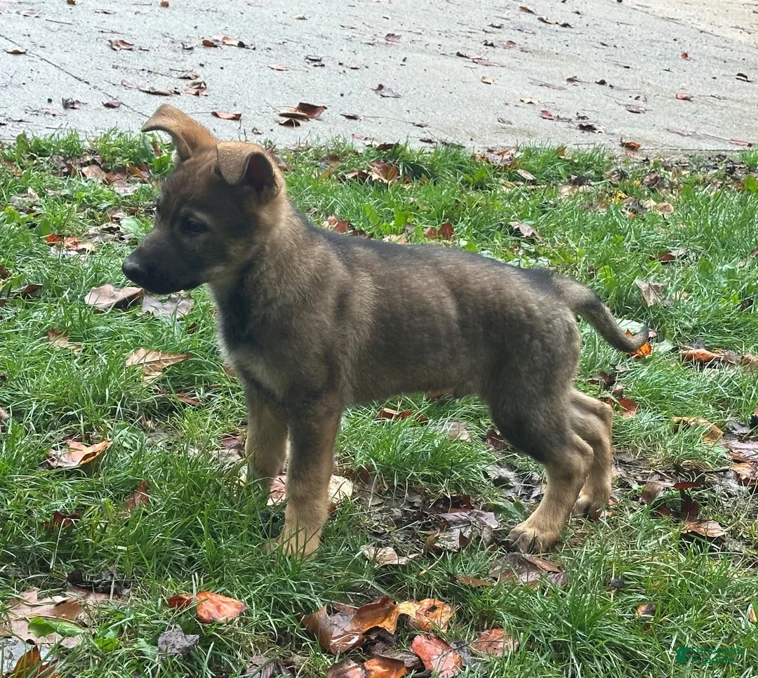 German Shepherd dogs for sale: German Shepherd 1 - Ad 1