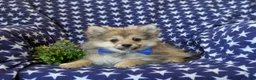 Pomeranian dogs for sale: Fulton - Ad 5
