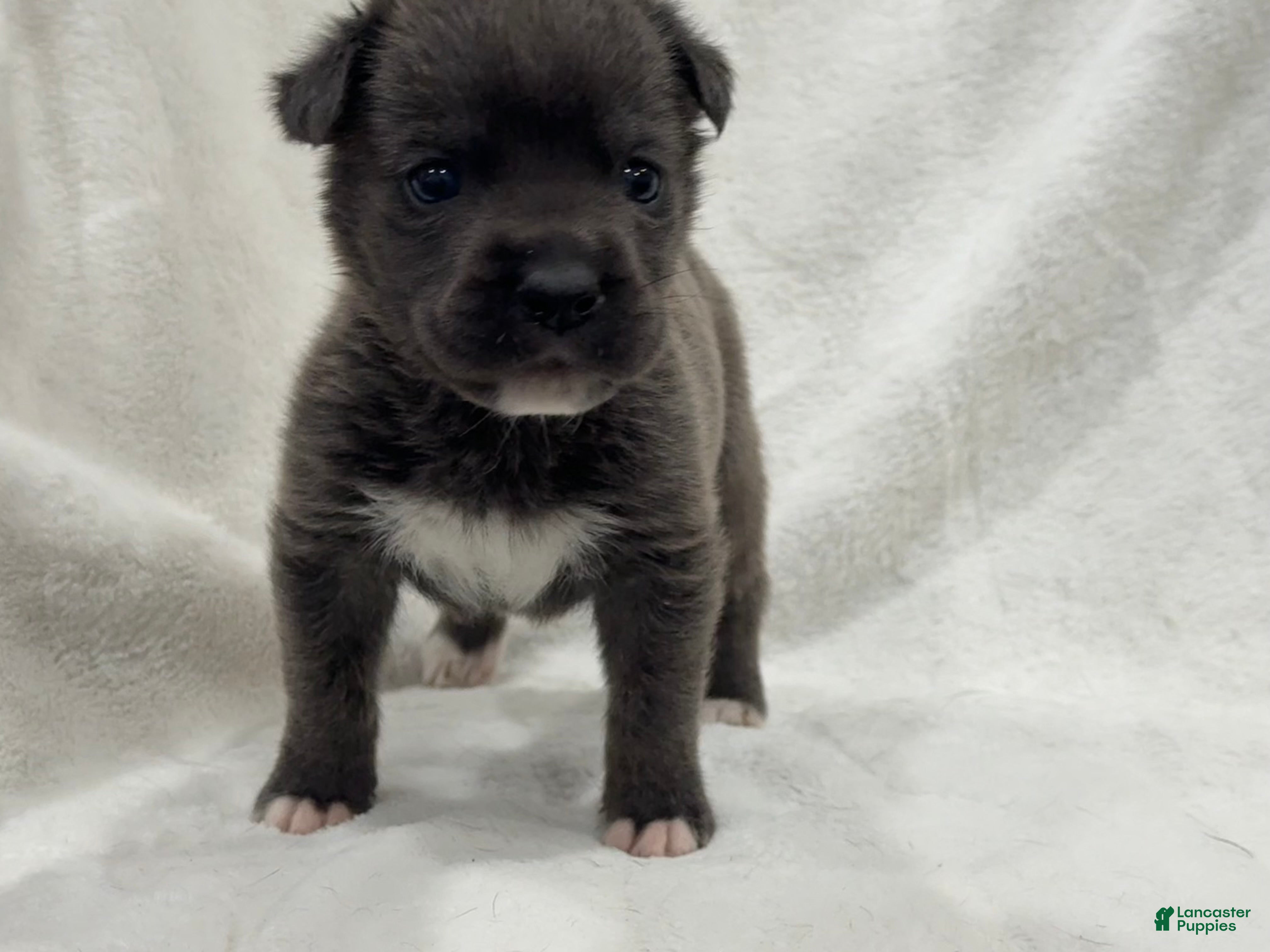 Cane Corso dogs Davina - Ad 7