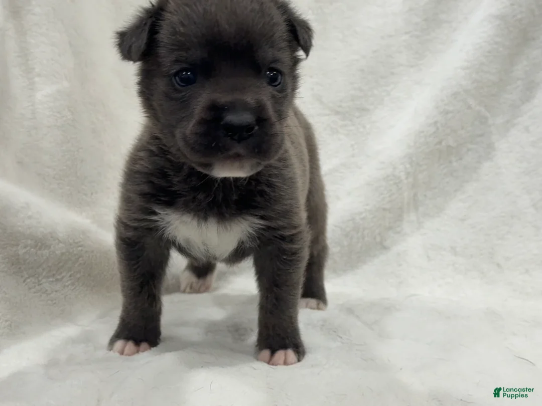 Cane Corso dogs for sale: Davina - Ad 1