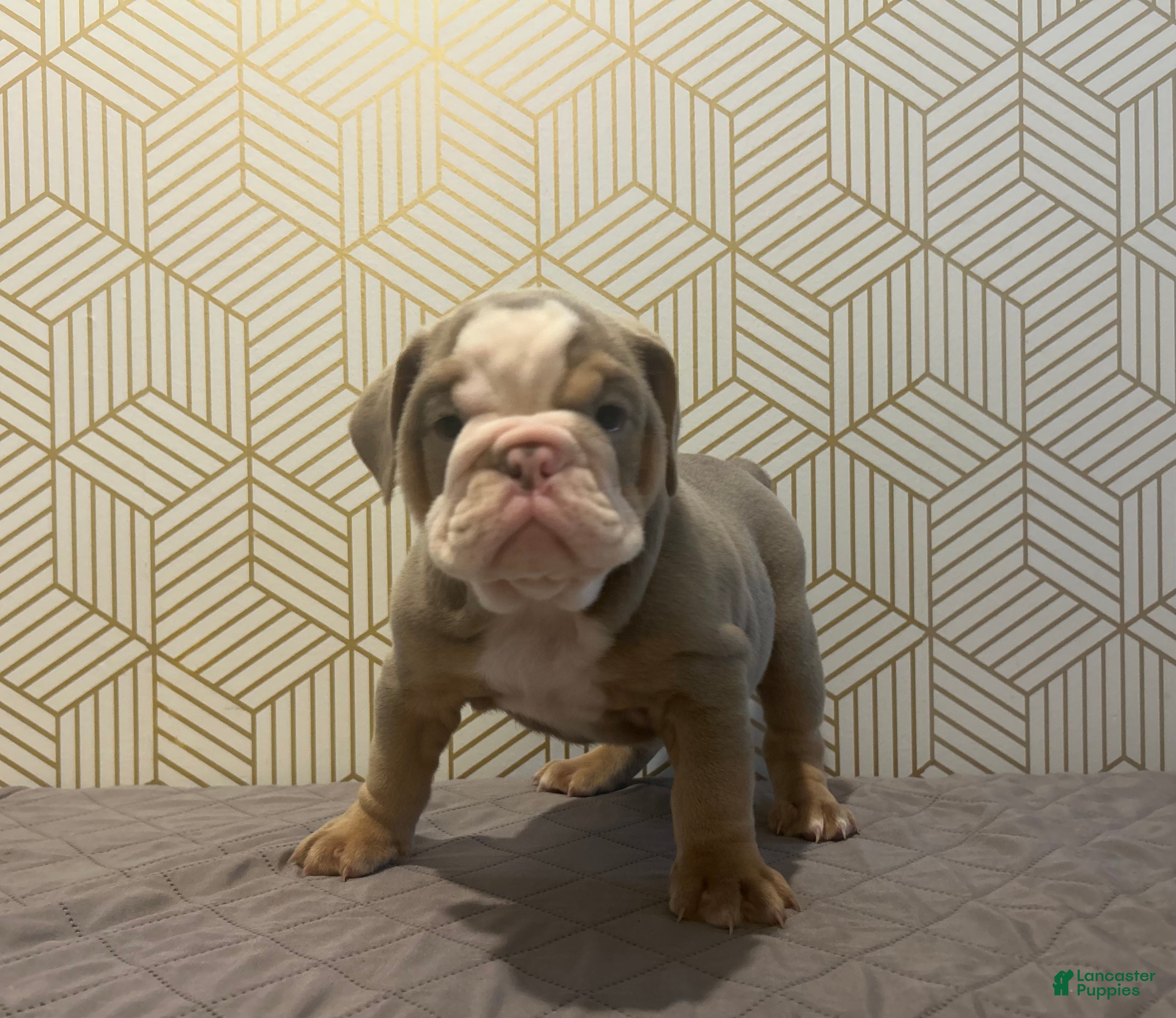 English Bulldog dogs Cooper - Ad 26
