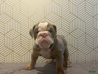 English Bulldog dogs Cooper - Ad 26