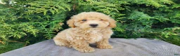 Mini Bernedoodle dogs for sale: Liam - Ad 10