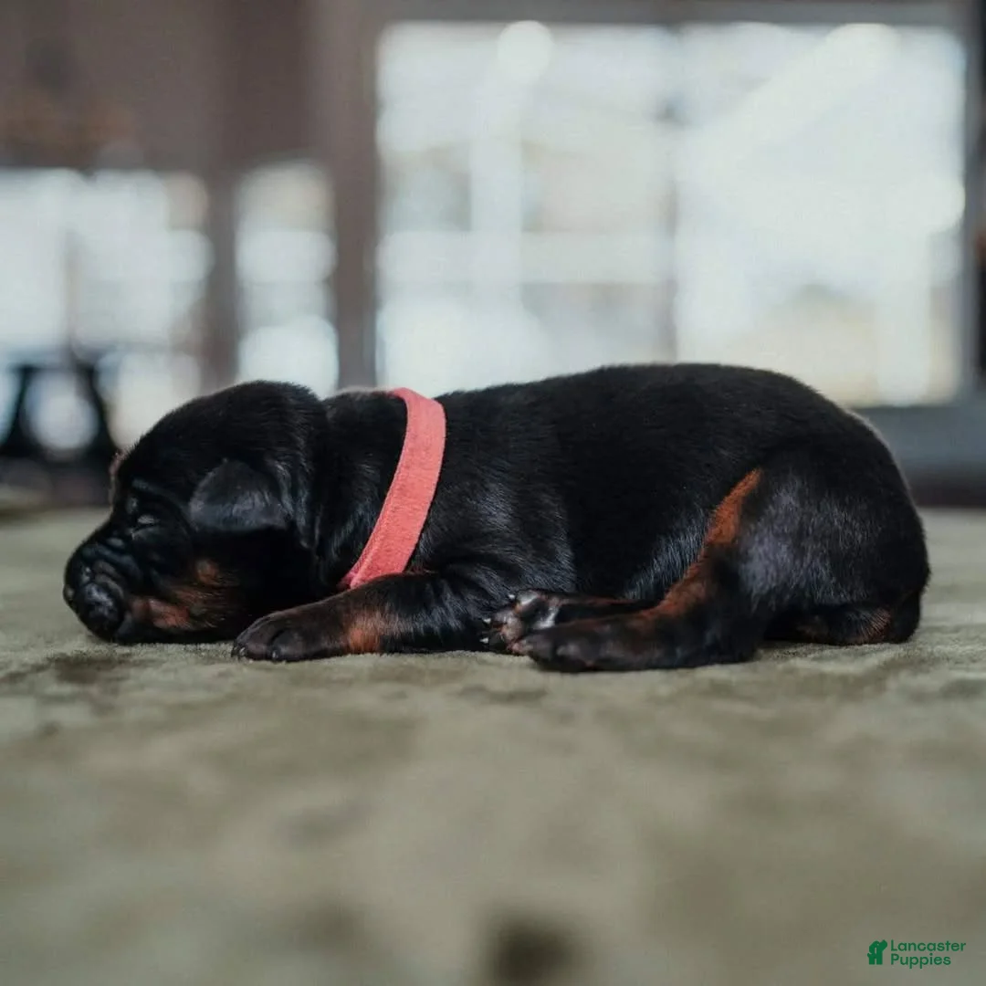 Doberman Pinscher dogs for sale: Titan Bones Royal Majesty  - Ad 2