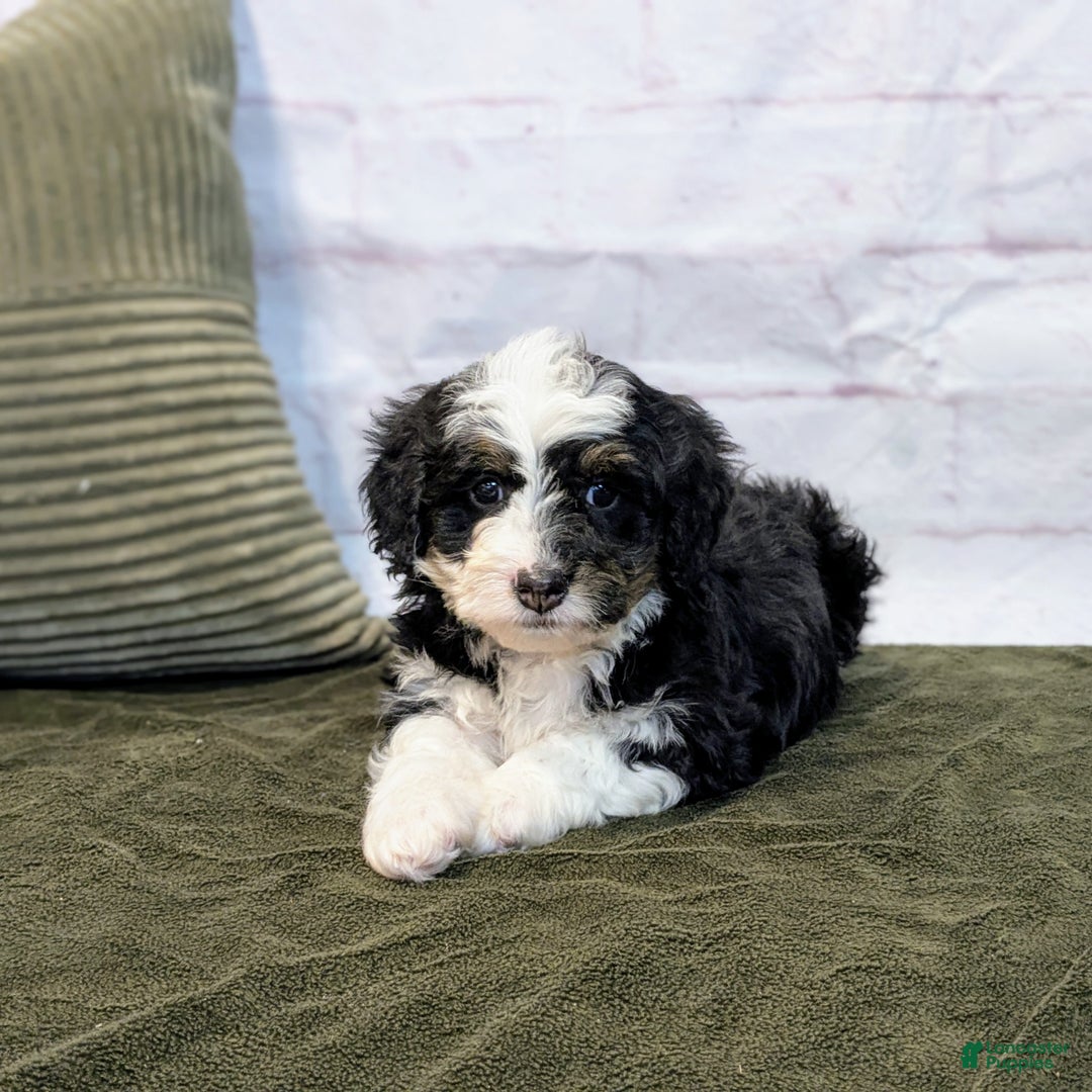Mini Bernedoodle dogs for sale: Lana - Ad 3