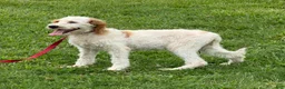 Labradoodle dogs for sale: Patty - Ad 3