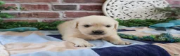 Golden Retriever dogs for sale: Turbo - Ad 5