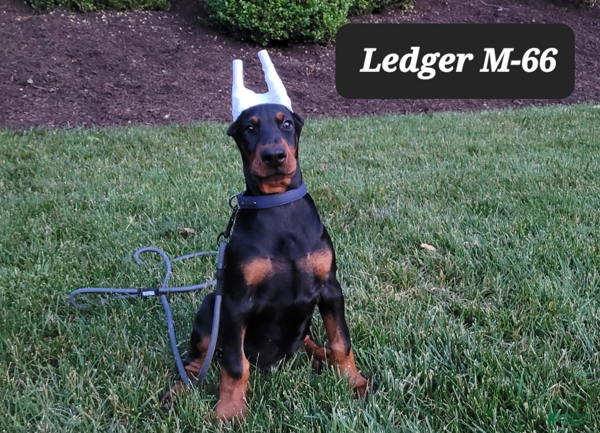 Doberman Pinscher dogs LEDGER  - Ad 37