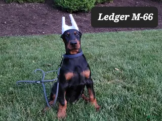 Doberman Pinscher dogs LEDGER - Ad 17