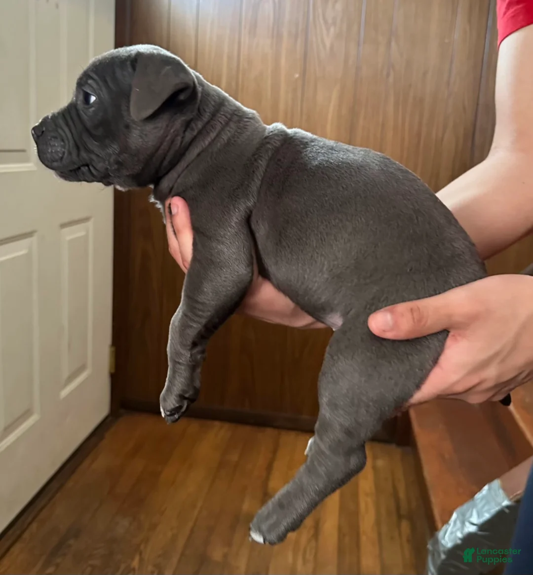 American Bully dogs for sale:  "SNOOP DOGG" - Ad 4