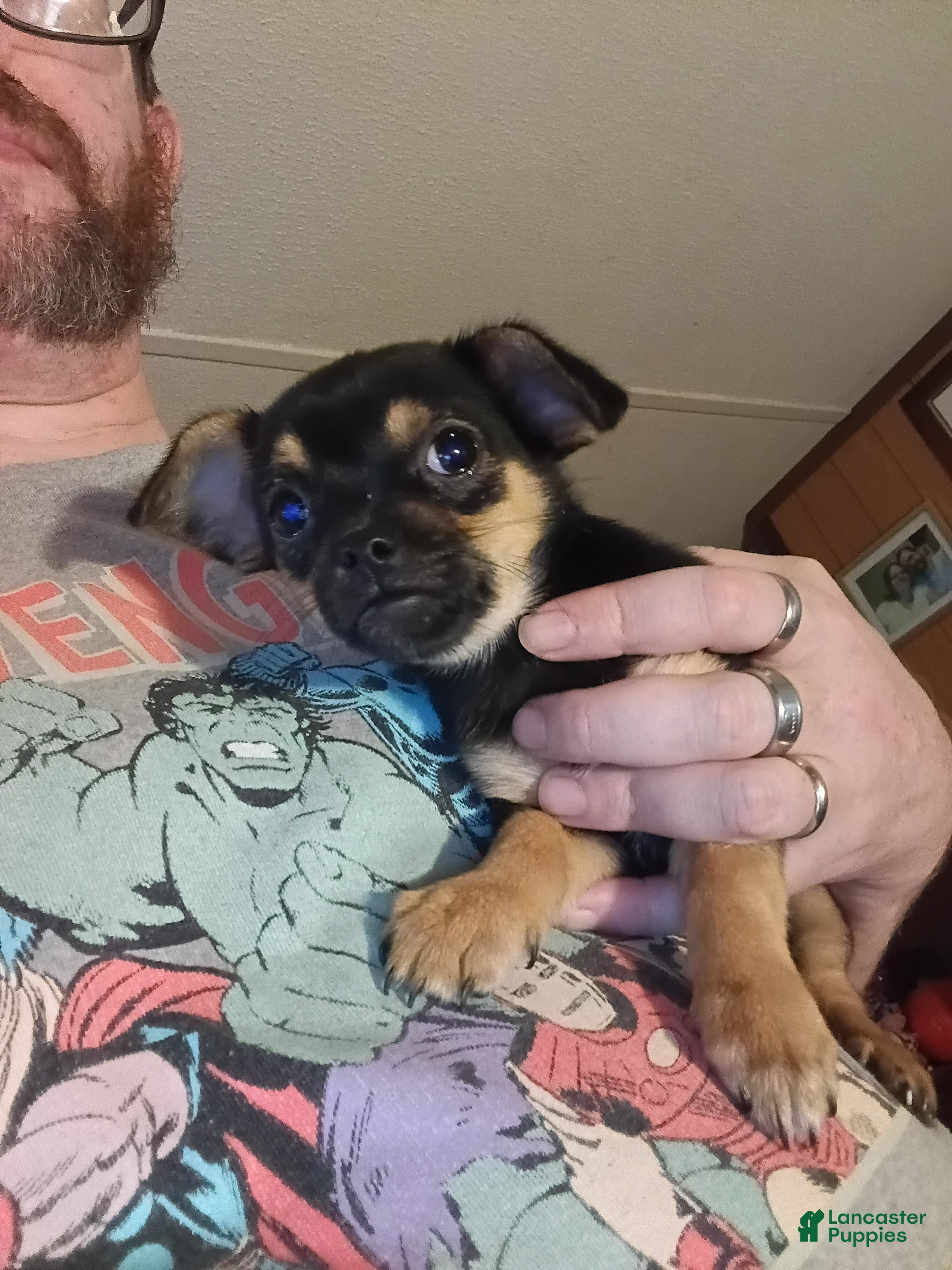 Mixed Breed dogs Mixed Breed Puppy 1 - Ad 10