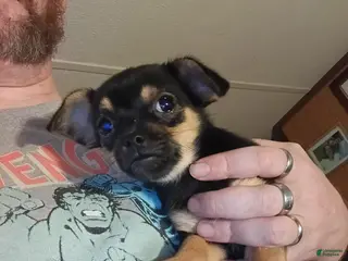 Mixed Breed dogs Mixed Breed Puppy 1 - Ad 10