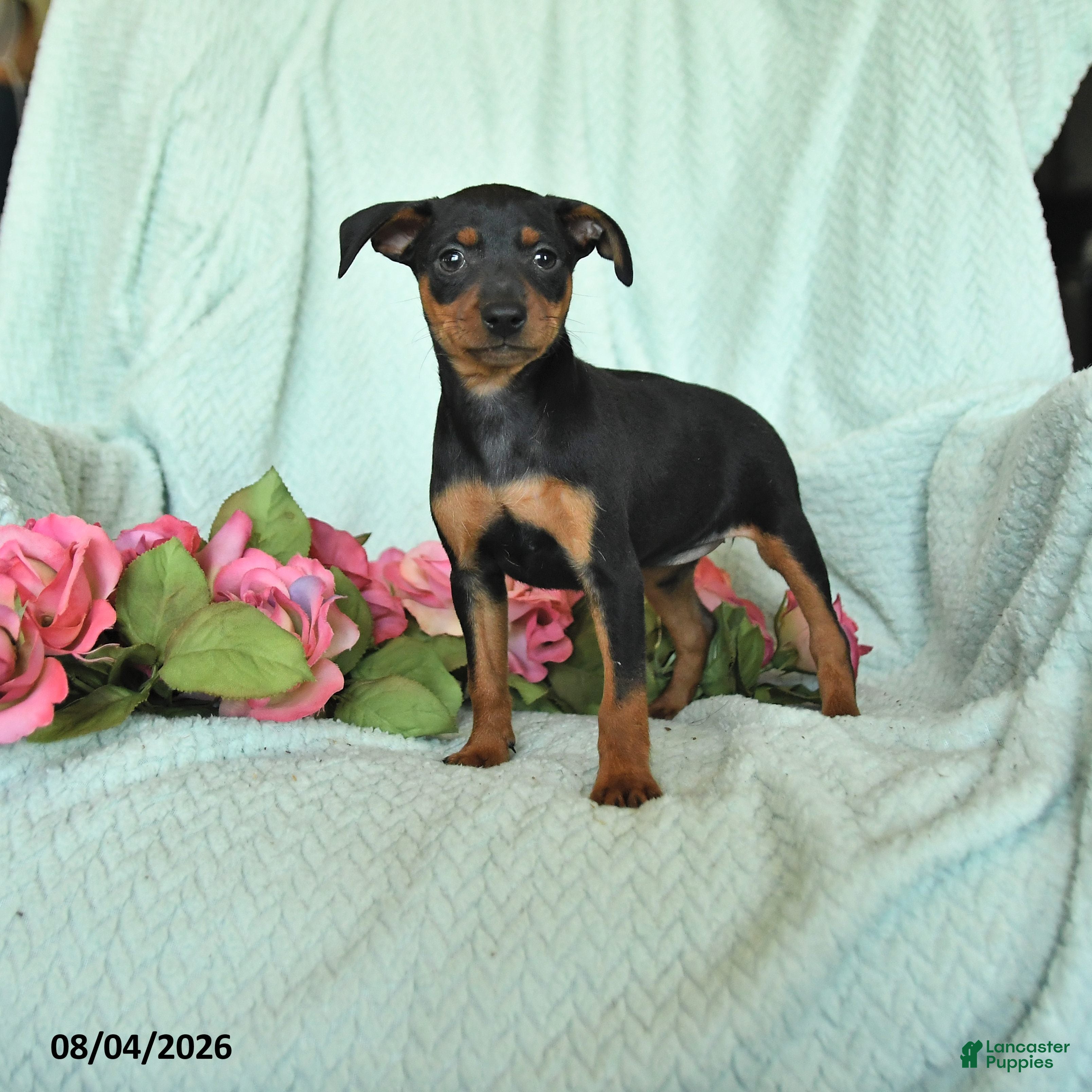 Miniature Pinscher dogs for sale: Nina - Ad 4