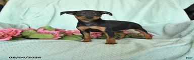 Nina