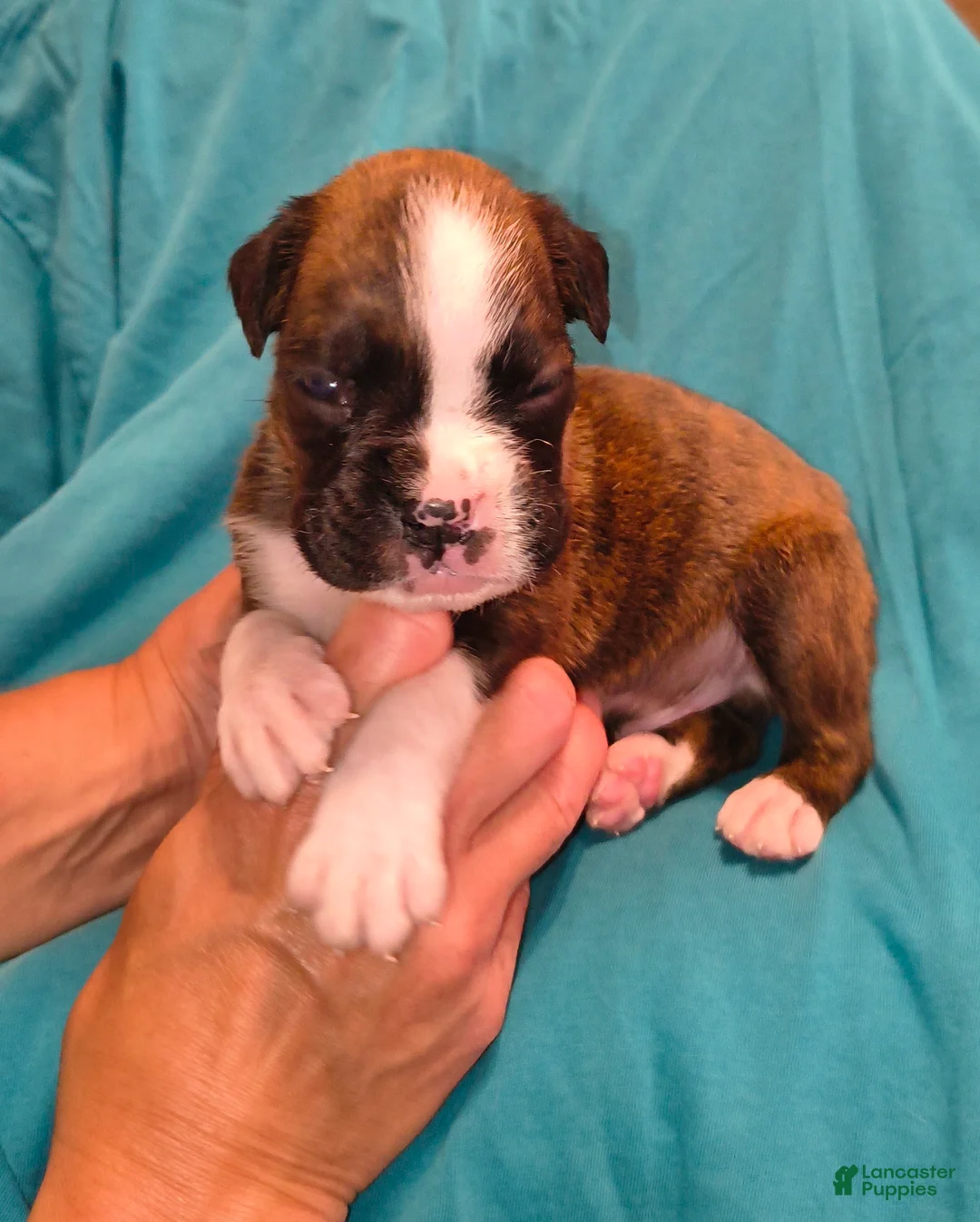Boxer dogs for sale: Basil - Ad 1