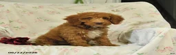 Mini Goldendoodle dogs for sale: Monica - Ad 5