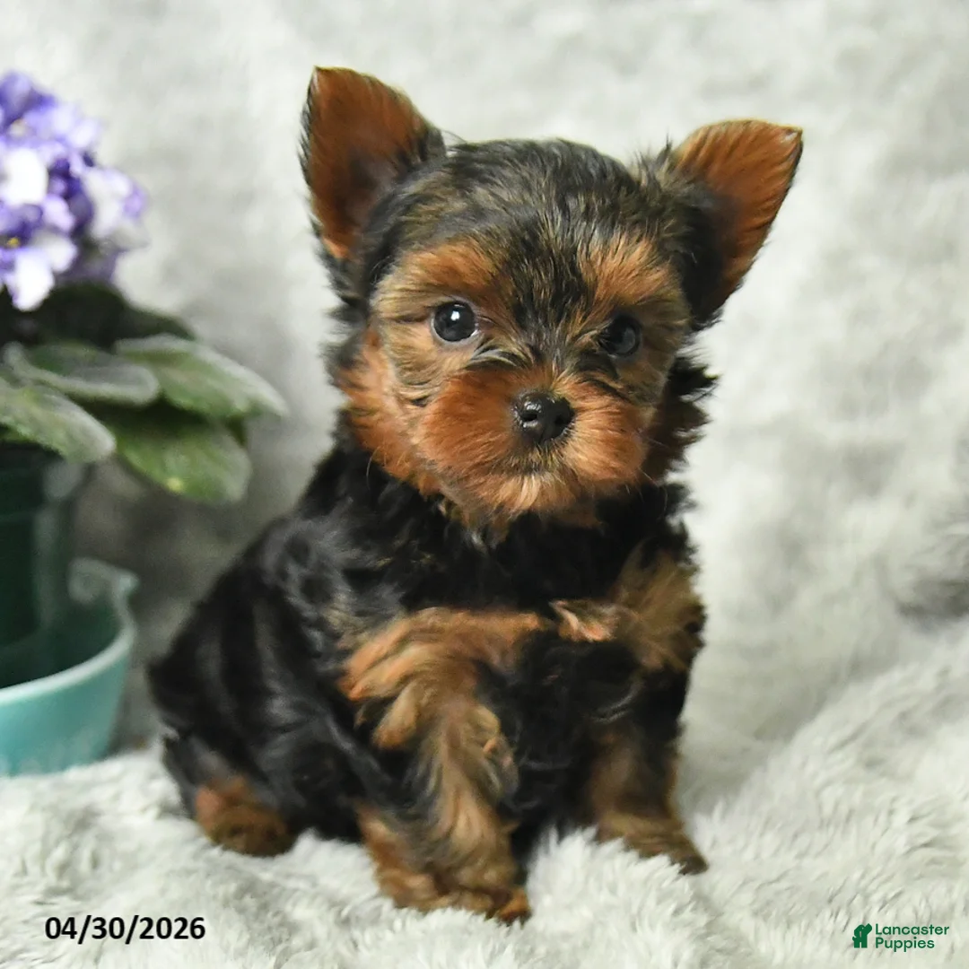 Yorkshire Terrier dogs for sale: Barbie - Ad 2