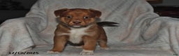 Mixed Breed dogs for sale: Jewel - Ad 3