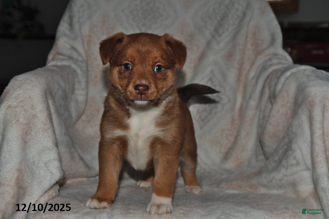Mixed Breed dogs for sale: Jewel - Ad 3