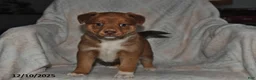 Mixed Breed dogs for sale: Jewel - Ad 3