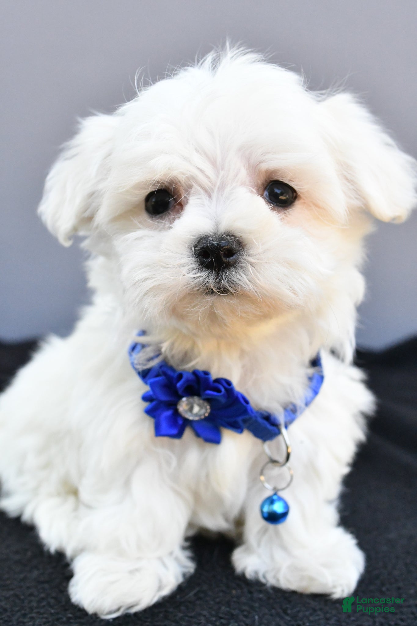 Maltese dogs Hannah - Ad 1