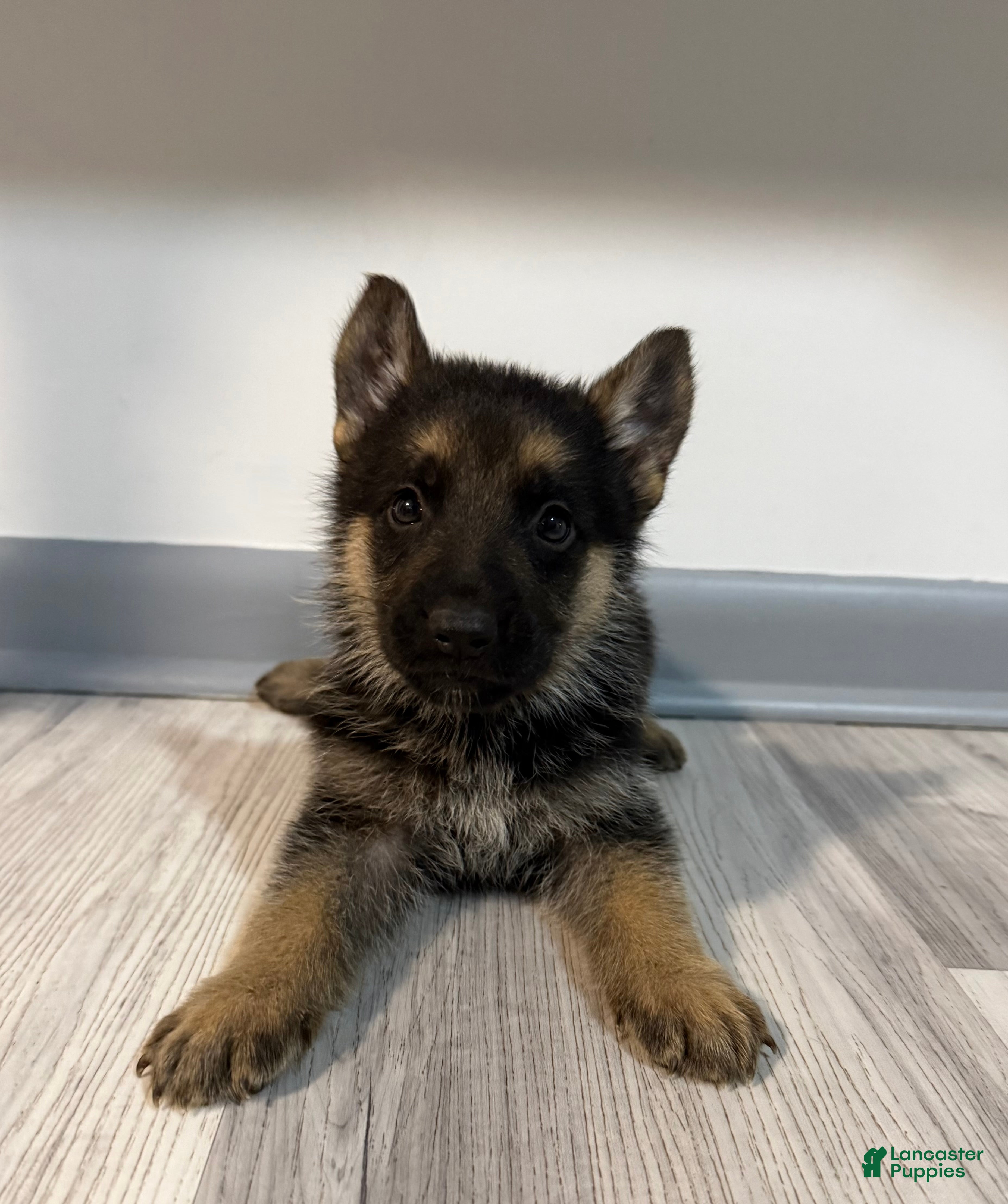 German Shepherd dogs Maya - Ad 2