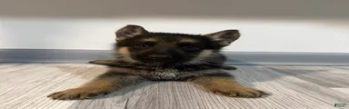 Maya