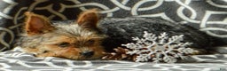Yorkshire Terrier dogs for sale: Ariel - Ad 3