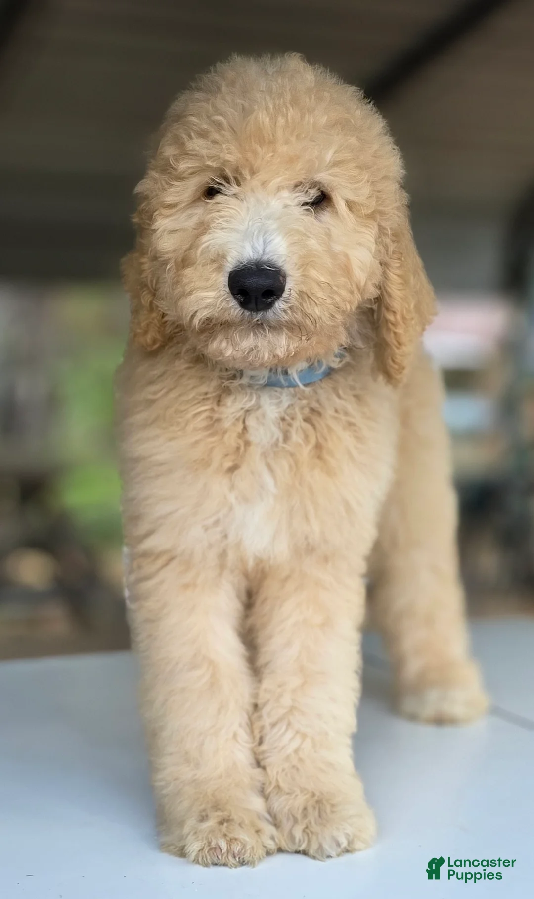 Goldendoodle dogs for sale: Dude - Ad 3