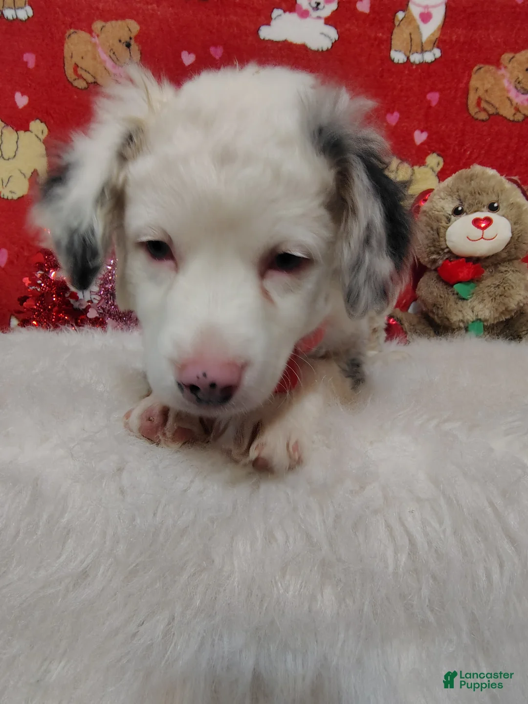 Mixed Breed dogs for sale: Jane - Ad 3