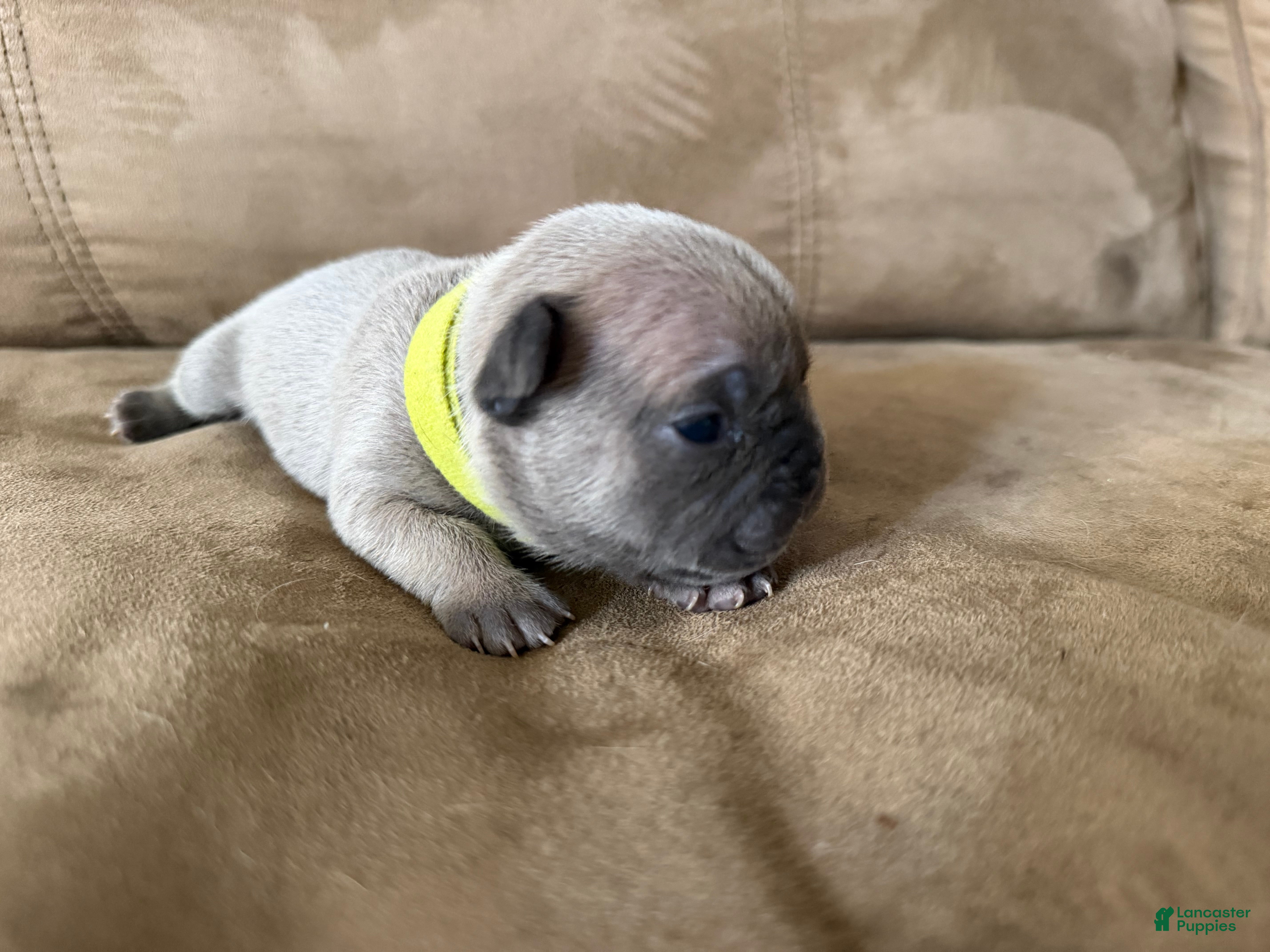 French Bulldog dogs French Bulldog Puppy 3 - Ad 1